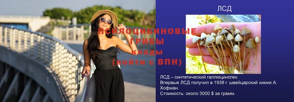прущие грибы Горно-Алтайск